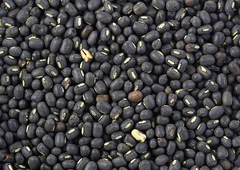 Urad, also referred to as urad dal, udad dal, urd bean, urd, urid, black matpe bean, black gram, black lentil (not to be confused with the Black Gram, Black Lentils, Types Of Beans, Mung Bean, Food Industry, Garden Seeds, Lentils, Seeds, Herbs