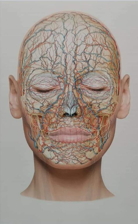 Head Anatomy, Facial Anatomy, Face Anatomy, Basic Anatomy And Physiology, Facial Aesthetics, Human Body Anatomy, Aesthetic Medicine, Botox Fillers, Human Anatomy And Physiology