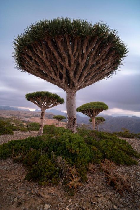 Amazingly Beautiful on Tumblr Socotra Island Yemen, Dracaena Cinnabari, Socotra Yemen, Socotra Island, Angel Oak, Portland Japanese Garden, Socotra, Beautiful Trees, Unique Trees