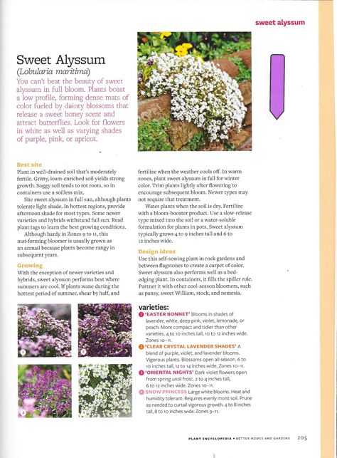 Sweet Alyssum, Attract Butterflies, Front Garden, Gardening Tips, Garden Art, Garden Ideas, Blossom, Canning, Plants