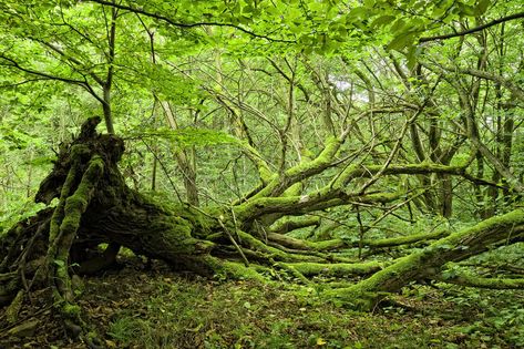 Uprooted Tree, Trees In Forest, Book Concept, Mossy Tree, Forest Falls, Tree Study, Fallen Tree, Twisted Tree, Moss Covered