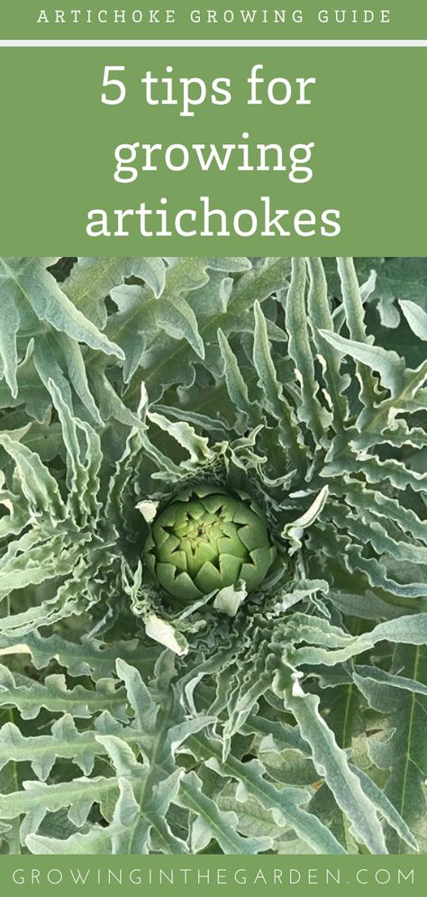 How To Grow Artichokes Plants, Artichoke Plant Gardening, Growing Artichokes Plants, Artichoke Companion Planting, Grow Artichoke, Artichoke Growing, How To Grow Artichokes, Growing Artichokes, Artichoke Plants