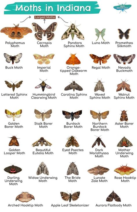 Types of Moths in Indiana Moth Types, Moth Anatomy, Moth Display, Moth Facts, Regal Moth, Io Moth, Giant Moth, Types Of Moths, Felt Critters