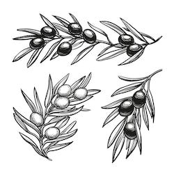 Olive Illustration, Olive Tattoo, Olive Branch Tattoo, Castle Tattoo, Olive Wreath, Branch Tattoo, Background Retro, Tree Tattoo Designs, Back Of Shoulder Tattoo