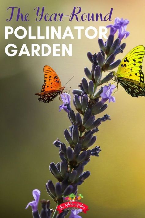 Pollinator Garden Design, Indoor Gardening Supplies, Full Garden, Diy Container, Garden World, Pollinator Plants, Container Garden Design, Bee Garden, Attract Pollinators