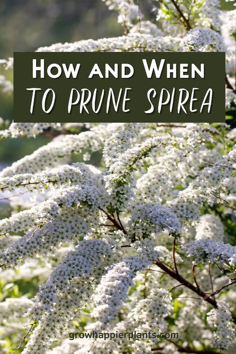 et step-by-step instructions on how to prune spirea. Learn the difference between spring and summer blooming spirea (and when to prune them!) Spirea Bush Landscaping, When To Prune Spirea Bushes, Bridal Wreath Spirea Landscaping, Double Play Spirea, Spirea Magic Carpet, Bridalwreath Spirea Hedge, Glow Girl Spirea, Spirea Bush, Bride Wreath