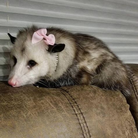 Baby Possum, Awesome Possum, Support Pictures, Cute Small Animals, Cats Memes, Cute Rats, Pretty Animals, Silly Animals, Cute Animal Photos