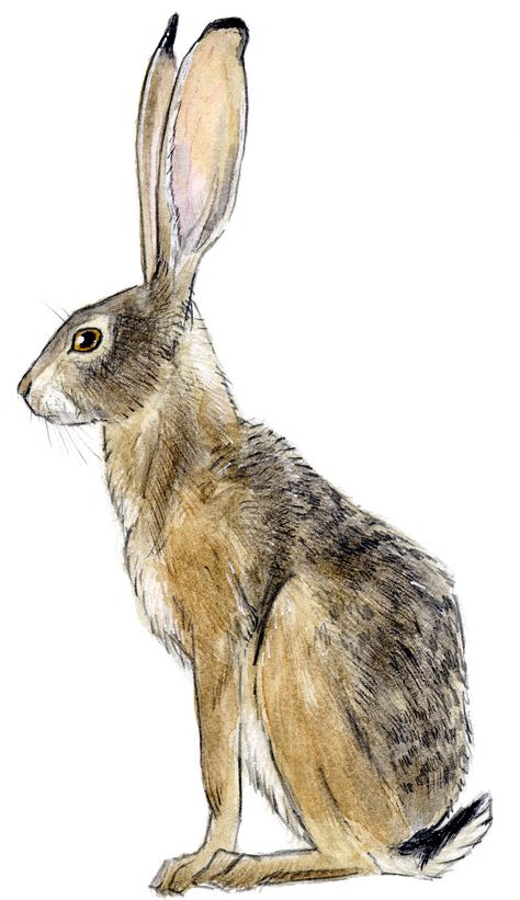 Jackrabbit blacktail Rabbit Drawing, White Rabbit, A Drawing, Gadgets, White, Art