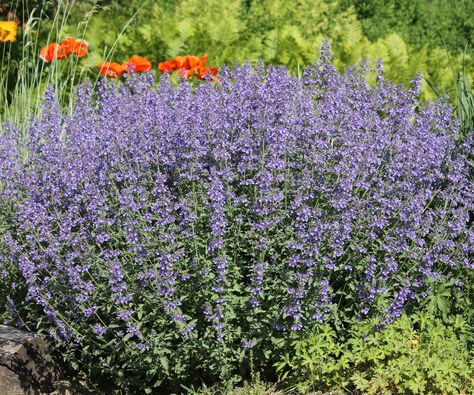 When to prune catmint: 4 simple steps for beautiful blooms | Interior Design Advice, Perennial Plants, Shopping Hacks, Beautiful Blooms, Backyard Patio, Garden Landscaping, Outdoor Spaces, Perennials, Outdoor Gardens