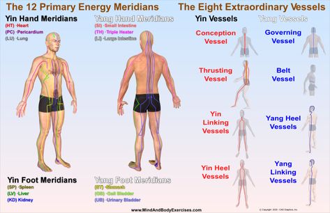 The 12 Primary Energy Meridians & The 8 Extraordinary Vessels | Mind and Body Exercises - Blog Energy Meridians, Medicine Student, Body Exercises, Western Medicine, Spirit Science, Connective Tissue, Clear Communication, Naturopathy, Circadian Rhythm