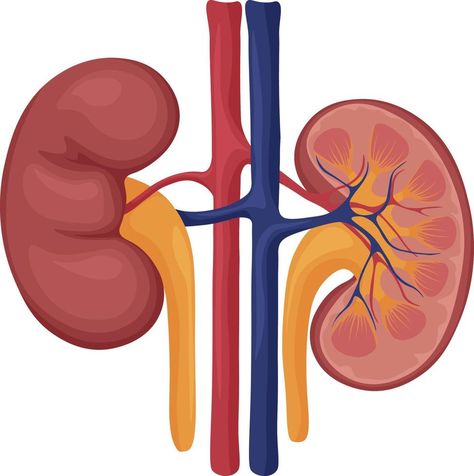 Human kidneys. Image of human kidneys. Internal organs. Human anatomy. Vector illustration Kidney Anatomy, Human Kidney, Human Body Organs, Human Organ, Internal Organs, Body Organs, Childrens Health, Anatomy Drawing, Vector Drawing