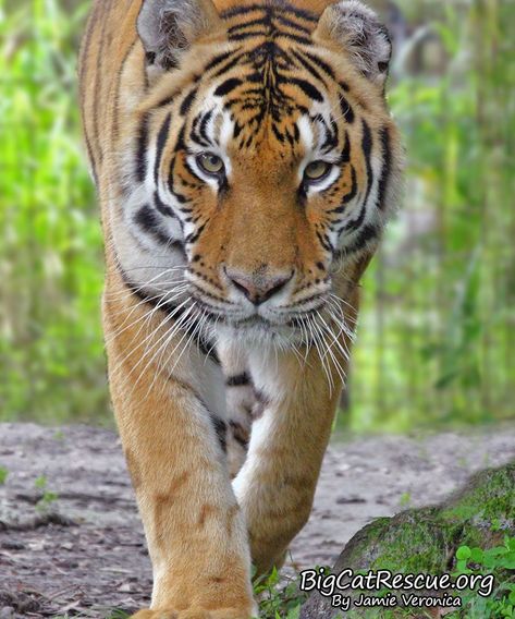 Good morning Big Cat Rescue Friends! ☀️ Beautiful Jasmine Tiger is walking us straight into another week!  Have a wonderful day everyone! Big Cat Rescue, Tiger Pictures, Big Cat, Cat Rescue, Dancing With The Stars, Like A Boss, Big Cats, Tigers, Good Morning