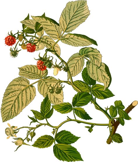 Raspberry (low resolution) by @Firkin, From a drawing in 'Medizinal-Pflanzen', Franz Eugen Köhler, 1887. Version for those needing a small file size and can sacrifice resolution., on @openclipart Alchemist Aesthetic, Illustration Botanique Vintage, Illustration Botanique, Botanical Illustration Vintage, New Flowers, Vintage Botanical Prints, Bramble, Botanical Illustrations, Plant Illustration