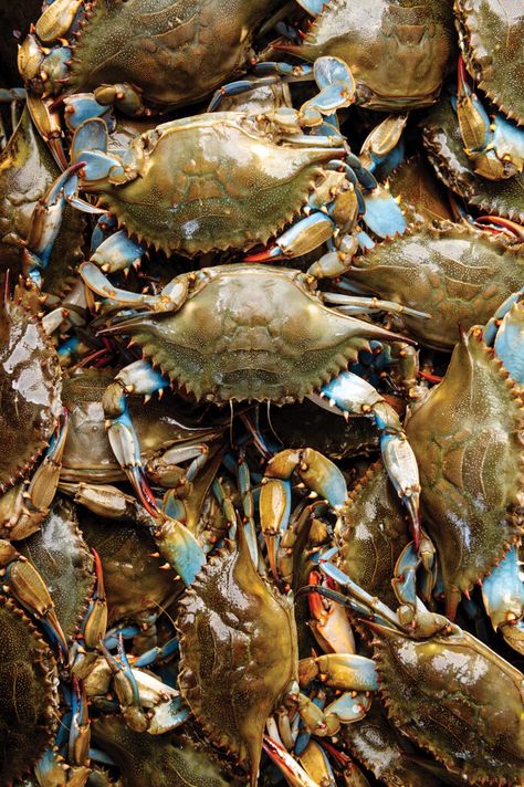 The Ultimate Local Seafood Guide Colonial Beach, Blue Crabs, Frozen Shrimp, Pawleys Island, Blue Crab, Crustaceans, Chesapeake Bay, Crab Meat, Pics Art