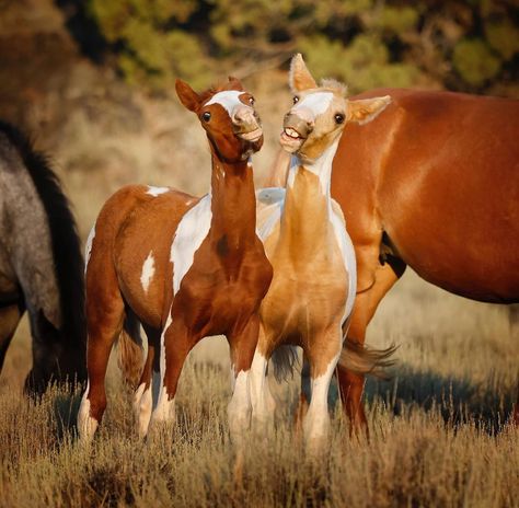 Foals Playing, Horses Breeds, Wild Horse Pictures, Horse Anatomy, Pinto Horse, Funny Horses, Most Beautiful Horses, Baby Horses, Horse Drawing