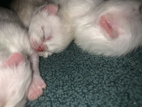 Newborn Persian kittens Persian Cats, Newborn Kittens, Persian Kittens, Persian Cat, Baby Feeding, Cat Photo, Ferret, Persian, Kittens