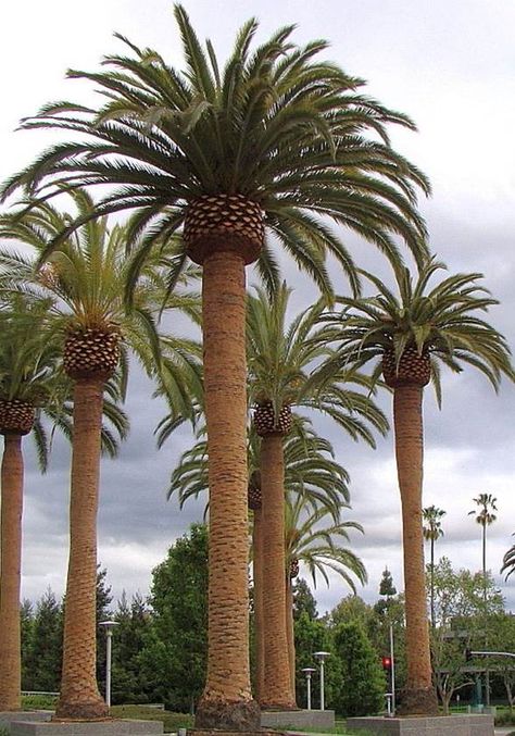 Phoenix canariensis Canary Island Date Palm Zone: 9 Height: 50-60' Spread: 40-50' Palm Tree Types, La Palma Canary Islands, Canary Island Date Palm, Florida Landscaping, Palm Garden, Date Palm, Zone 9, Palm Plant, Variegated Plants