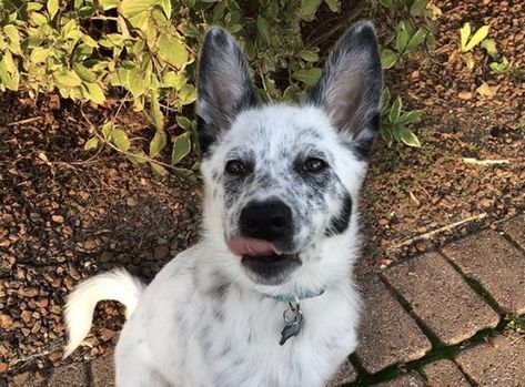 20 Best Blue Heeler Mixes - Australian Cattle Dog Mix Guide Aussie Heeler Mix Dogs, Australian Cattle Dog Mix Pitbull, Blue Cattle Dog, Texas Heeler Dogs, Heeler Mix Dogs, American Cattle Dog, Australian Shepherd Blue Heeler, Red Heeler Puppies, Texas Heeler