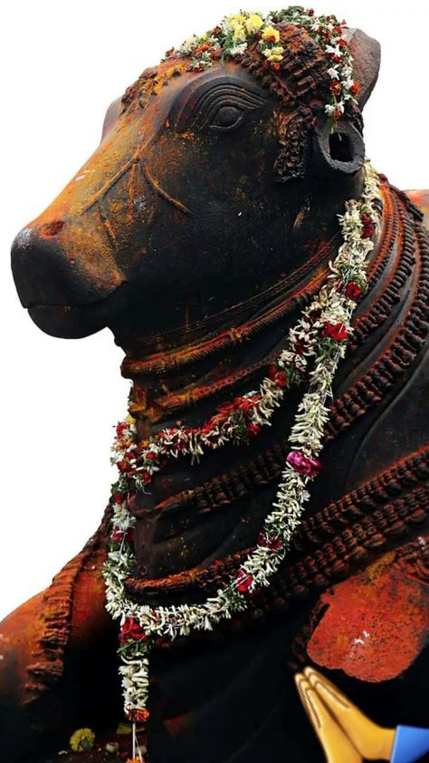 Nandi Bull Images, Nandi Bull, Bull Images, Saraswati Photo, Shiva Shankara, Human Sculpture, Lord Hanuman Wallpapers, Lord Shiva Statue, Lord Shiva Hd Wallpaper