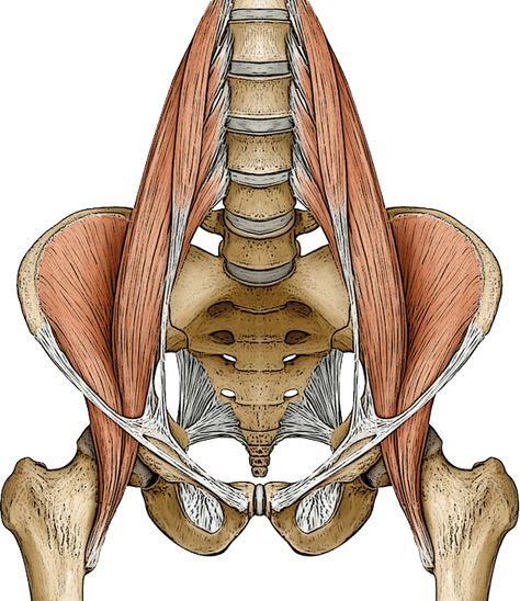 The psoas muscle - The center of movement for yoga Psoas Iliaque, Baby Sleeping Bag Pattern, Hip Anatomy, Pelvic Muscles, Gastrocnemius Muscle, Fascia Blaster, Muscle Movement, Calf Cramps, Spinal Nerve