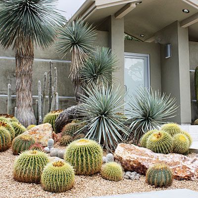 Cluster them amongst boulders Southern California’s rare rains provide the only water that Chris and Margaret Sullivan’s front yard gets. Yet its barrel and columnar cactus, Mexican blue fan palms, and Yucca rostrata all thrive. Arranged among boulders in randomly spaced groups like pieces of art, the plants grow in a decomposed granite–cactus mix blend, top-dressed with 3/8-inch Palm Springs Gold gravel. Cactus Garden Design, Cactus Garden Landscaping, Kaktus Dan Sukulen, Yucca Rostrata, Cactus Arrangement, Front Yard Decor, Dry Garden, Desert Garden, Landscaping Tips