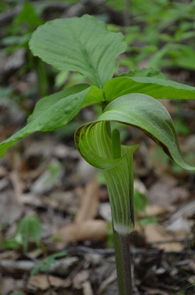 Arisaema triphyllum (Jack-in-the-Pulpit) wildflowers from Prairie Moon Nursery Connecticut Wildflowers, Overhanging Roof, Witches Garden, Root Plants, Plants That Attract Butterflies, Bee Friendly Plants, Wild Geranium, Black Walnut Tree, Woodland Plants