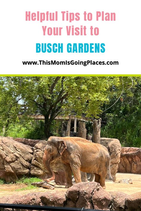 Helpful Tips to Plan Your Visit to Busch Gardens | THIS MOM IS GOING PLACES Busch Gardens Outfit, Good Walking Shoes, Busch Gardens Tampa Bay, Florida Parks, Busch Gardens Tampa, S Wave, Busch Gardens, Gardening Outfit, Garden Show