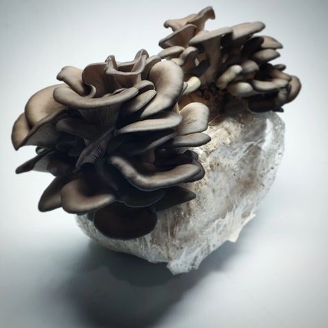 Oyster Mushrooms Recipes, Mushroom Fruiting Chamber, Oyster Mushroom Cultivation, Blue Oyster Mushrooms, Oyster Mushroom Recipes, Circle Of Spores Druid, Spores Druid, Oyster Mushroom Recipe, Mushroom Farming