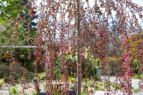 Saucer Magnolia Tree, Golden Chain Tree, Flowering Crabapple, Types Of Shrubs, Flowering Quince, Early Spring Flowers, Crabapple Tree, Front Landscaping, Magnolia Trees