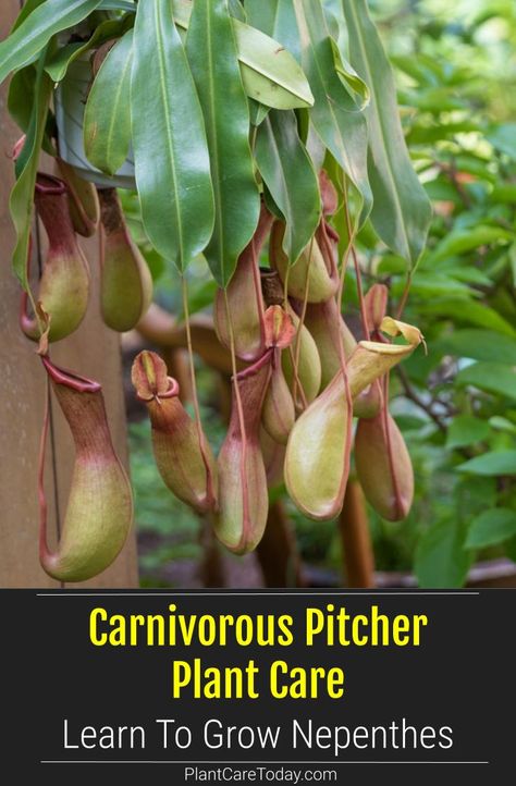 We share tips on growing and care of the Carnivorous Nepenthes known also as the pitcher plant [DETAILS] Pitcher Plant Care, Carnivorous Plants Care, Carnivorous Pitcher Plant, Pitcher Plants, Trees For Front Yard, Bog Garden, Fall Gardening, Garden Tattoo, Plants Ideas