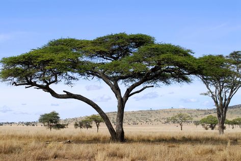 Acacia tree Tree Facts, African Tree, Endangered Plants, Anatomy Sculpture, Tattoo Board, Baobab Tree, Acacia Tree, Nature Art Painting, Photo Tree