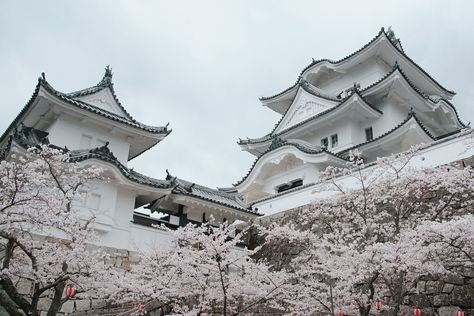 Soft Pink Theme, Sakura Tree, Japan Aesthetic, Japanese Aesthetic, Blossom Trees, White Aesthetic, Pretty Places, Cherry Blossoms, Japan Travel