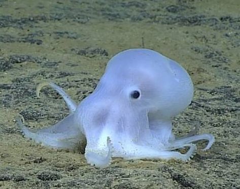 Octopus dubbed Casper the friendly ghost could be new species Chb Aesthetic, Octopus Species, Dumbo Octopus, Creature Marine, Sea Floor, Casper The Friendly Ghost, Deep Sea Creatures, Beautiful Sea Creatures, Friendly Ghost