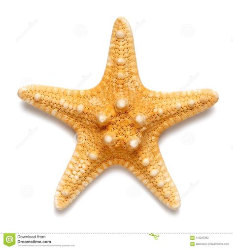 Photo about Little starfish yellow color isolated on white background. Image of seashell, echinoderm, mollusk - 112227393 Starfish Background, Cut Out Pictures, White Background Photo, Animals Images, Photo Illustration, Sea Creatures, Yellow Color, Starfish, Royalty Free Images