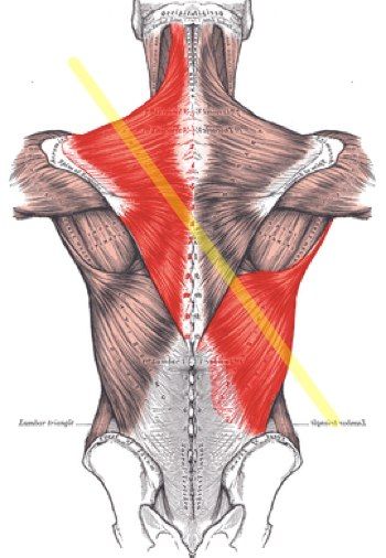 A Simple Exercise for the Scapula, Posterior Chain, and Posture - Mike Reinold Trapezius Muscle Pain, Scapula Exercises, Punkty Spustowe, Shoulder Exercise, Psoas Release, Posture Fix, Posterior Chain, Shoulder Impingement, Middle Back Pain