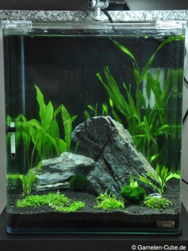 Cube Aquarium, Aquarium Tanks, Nano Aquarium, Pet Paradise, Aquariums, Fish Tank, Spa, Quick Saves