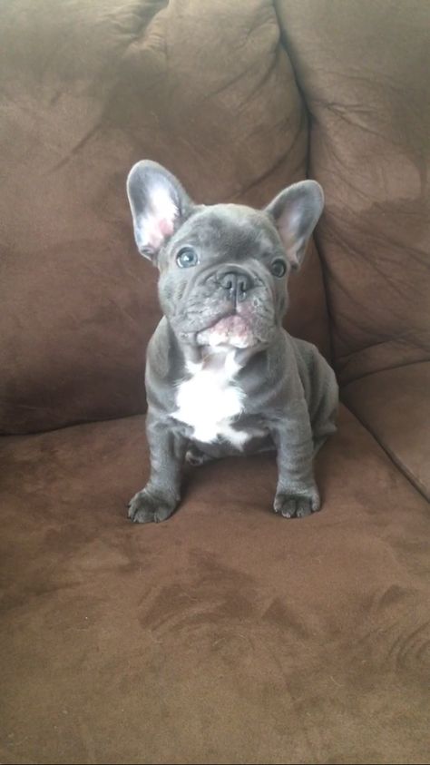 Blue frenchie puppy Blue Frenchie Puppy, Grey Puppies, Grey French Bulldog Puppy, Grey Frenchie, Gray French Bulldog, Grey French Bulldog, Blue Frenchie, Bulldog Francese, Frenchie Puppy