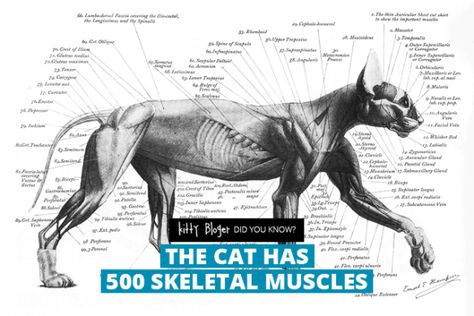 Fact: The cat has 500 skeletal muscles Cats Anatomy, Anatomy Muscles, Feline Anatomy, Cat Anatomy, Cat Reference, Animal Anatomy, Animal Study, Super Cat, Anatomy Study