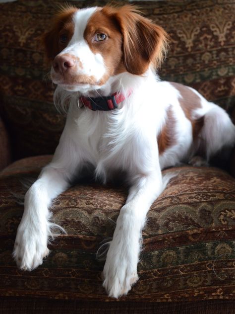 Brittany Spaniel! My family had one when I was growing up and his name was Dan. Great pheasant hunter and he had so much energy! Britney Spaniel, French Brittany, Brittany Spaniel Dogs, Aesthetic Dogs, Dog Patch, Brittany Spaniel, Bird Dogs, Spaniel Dog, Sporting Dogs