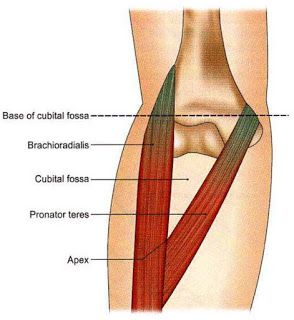 Cubital fossa Cubital Fossa Anatomy, Cubital Fossa, Forearm Muscle Anatomy, Popliteal Fossa, Intravenous Injection, General Medicine, Radial Nerve, Median Nerve, Forearm Muscles