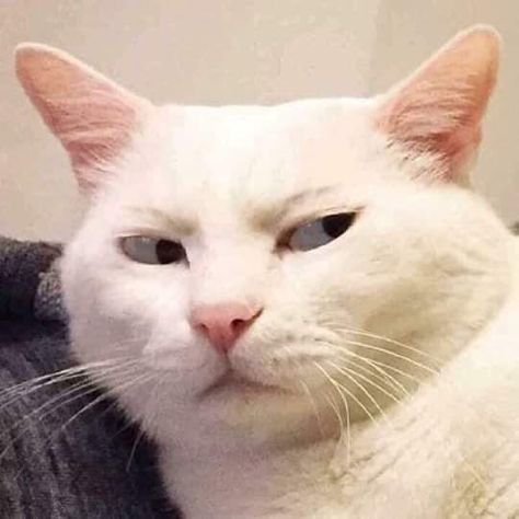 Side Eye, White Cat, Funny Cat, Wattpad, Funny, Blue, White