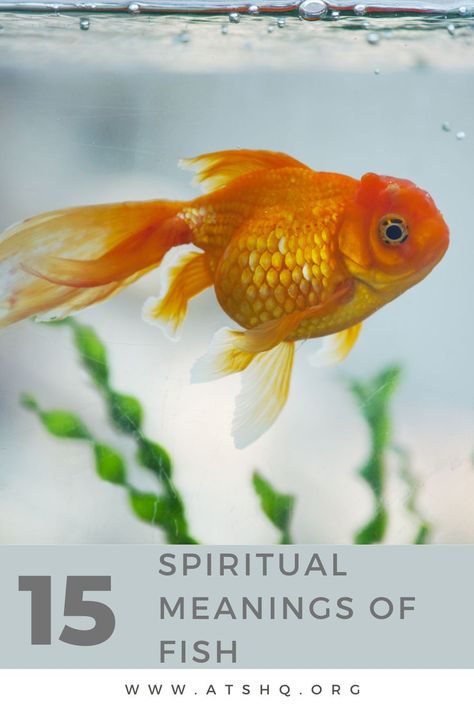 Fish Symbolism: 15 Spiritual Meanings Of Fish Fish Symbolism, Sacred Well, Coy Fish, Tang Fish, Fish Symbol, Spiritual Animal, Different Fish, Dead Fish, Orange Fish