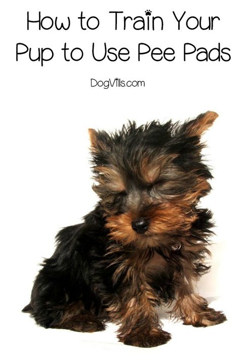 Yorkie Training, Puppy Pads Training, Dog Minding, Easiest Dogs To Train, Puppy Pads, Dog Brain, Puppy Training Tips, Yorkie Puppy, Training Your Puppy