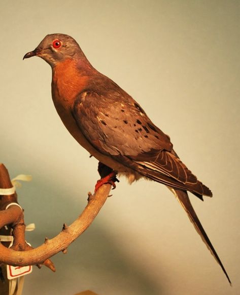 Image #2 Passenger Pigeon Hunted to extinction Passenger Pigeon, Pigeon, Drawing Reference, Passenger, Birds, Drawings, Animals, Quick Saves