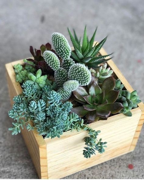 Mini Cactus Garden, Cactus House Plants, Small Backyard Landscaping Ideas, Succulent Garden Design, نباتات منزلية, Wooden Planter, Succulent Garden Diy, Backyard Landscaping Ideas, Succulent Gardening