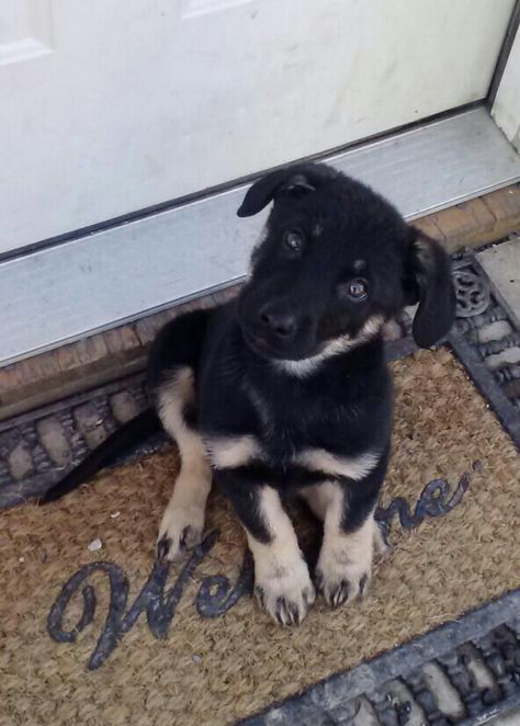 Our cute new German Sheprador German Sheprador, Puppy Ideas, Black German Shepherd, Hybrid Dogs, Puppy Pads, Fame Dr, Future Lifestyle, Animal Friends, Mixed Breed