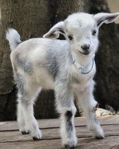 Pigmy Goat, Minature Goats, Baby Goat Pictures, Goat Picture, Pygmy Goats, Mini Goats, Pet Goat, Nubian Goat, Animales Cute