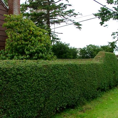 74b5db8d0de6a80bbc46c18bd3376dfe Living Fences, Holly Hedge, Boundary Setting, Coastal Entryway, Coastal Landscaping, Evergreen Hedge, Fence Planters, Green Fence, Natural Fence