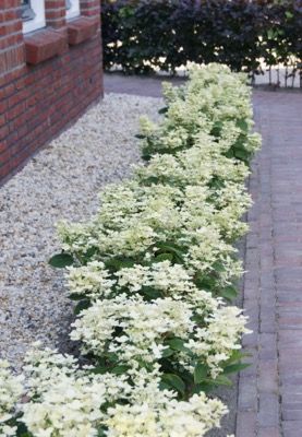 Hydrangea paniculata Early Evolution in garden Shrubs For Landscaping, Panicle Hydrangea, Hydrangea Bloom, Front Yard Garden Design, Hydrangea Paniculata, Planting Hydrangeas, Plant Tags, Front Yard Garden, Tall Plants