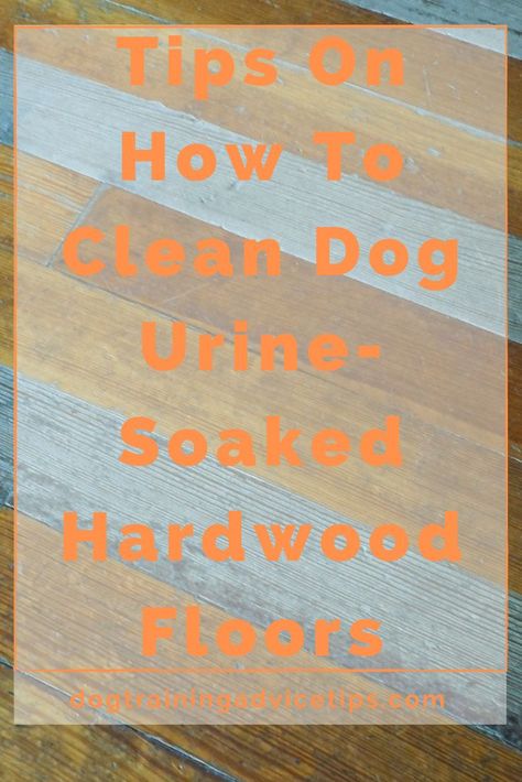 Cleaning Dog Pee, Dog Urine Odor Remover, Pet Urine Smell, Cleaning Pet Urine, Dog Pee Smell, Pee Stains, Pee Smell, Wood Floor Cleaner, Pet Odor Eliminator